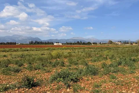 Land in Llubi, Mallorca — photo 8