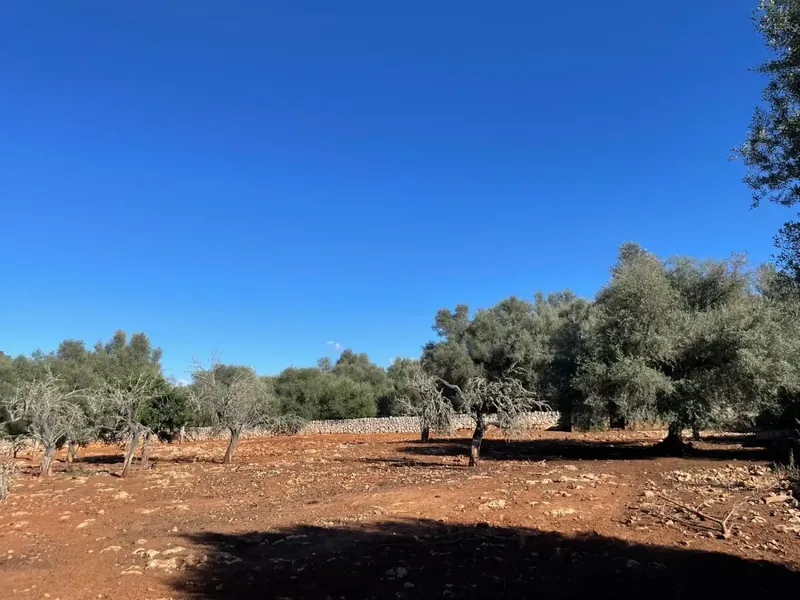 Rustic Farmhouse with Agricultural Classification, Located in the Sineu Area of Mallorca, Known for Its Pleasant Mediterranean Climate, It Has a C — photo 9