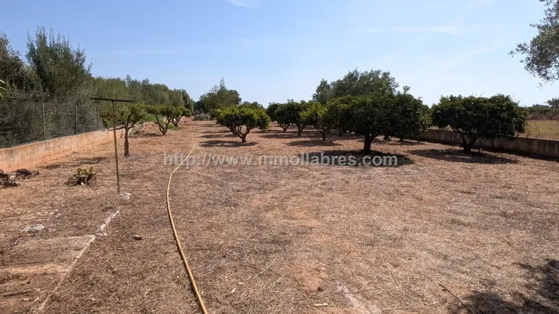 Finca Rústica con Vivienda en Biniali - Sencelles — photo 10