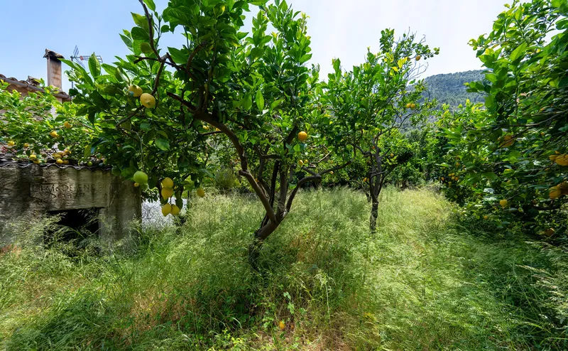 Mallorcan house with garden and great potential in ... — photo 4