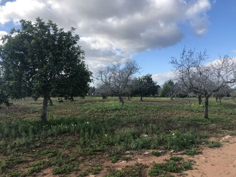 Plot very well located between Santanyi and Cas Concos — photo 4