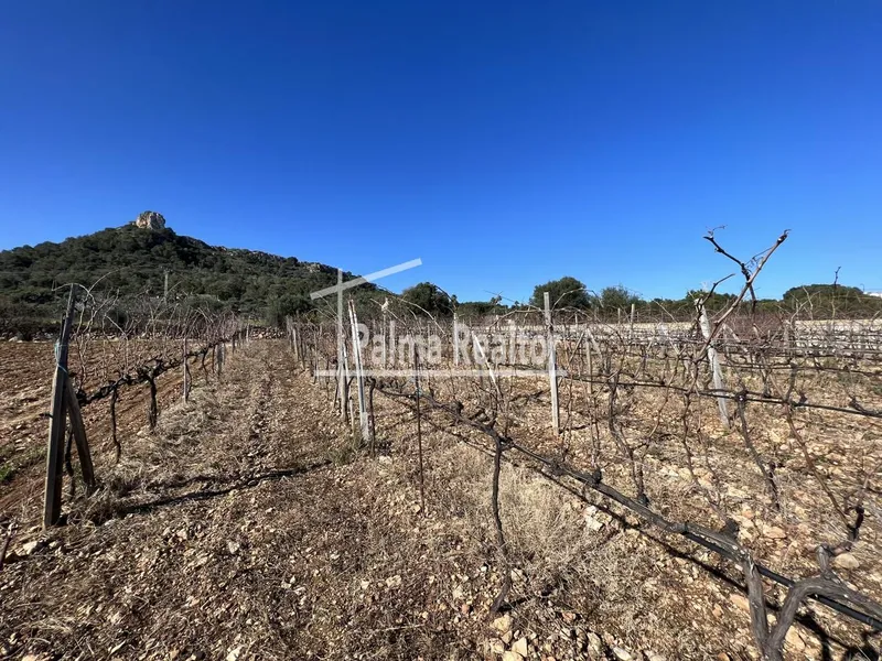 Land for sale in Son Servera of 6451 m2 — photo 8