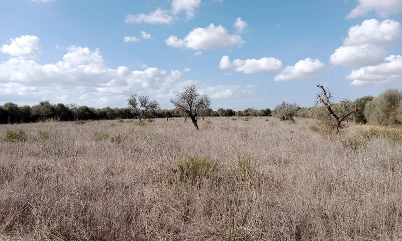 Rustic Land near Campos — photo 2