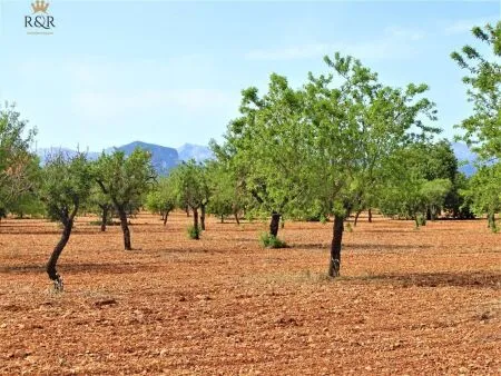 Rural land in Binissalem (Cabana), plot surface 15 m², distance to the sea 18 km — photo 4