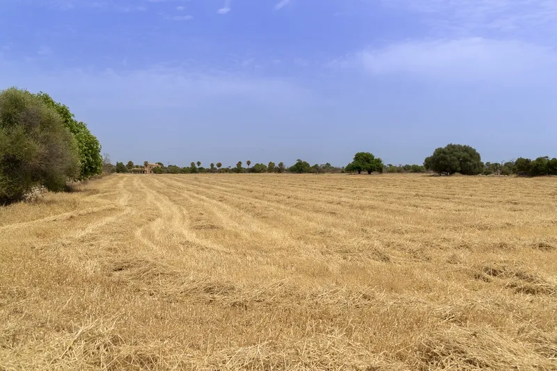 Top quality plot for sale in Santanyi with private pool and sea views — photo 9
