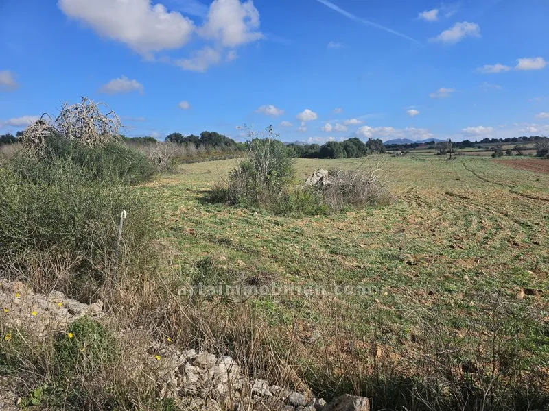 Rustic Finca in Manacor — photo 1