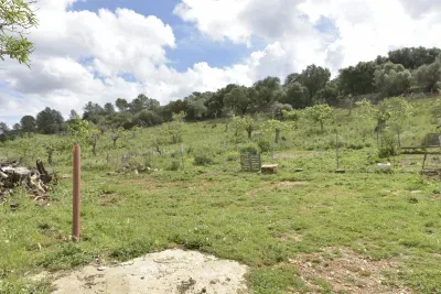 Rustic land in Ariany — photo 1