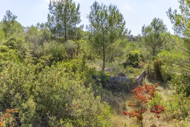 Large country plot for sale near the town of Pollensa, Mallorca — photo 4