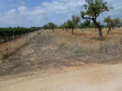 Rural Land - Binissalem, Built Surface 8502 m², Plot Surface 43192 m² — photo 6