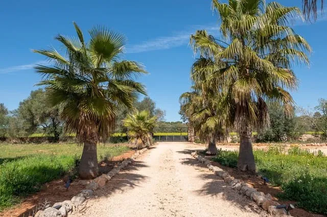 Finca/Country House for rent in Campos, Mallorca — photo 6