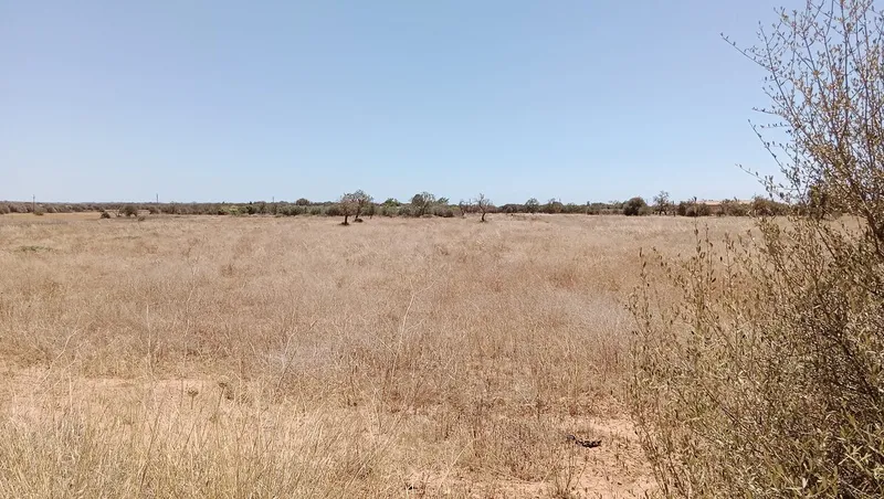 Rustic Land in Campos — photo 1