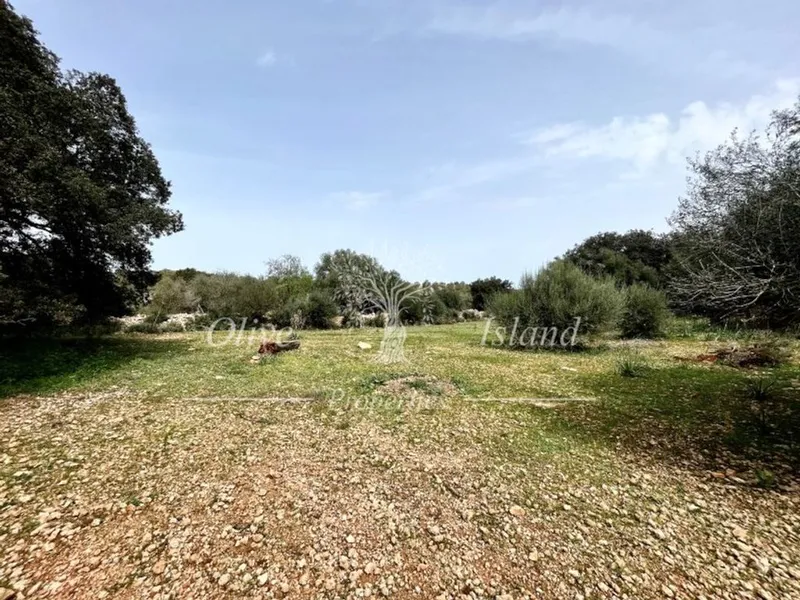 Land in Algaida, Province of Balearic Islands — photo 8