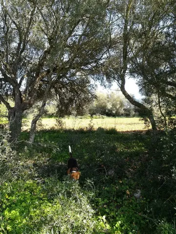 Large plot near Campos in wooded area — T 06 CM — photo 3