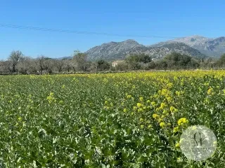 Exclusive Rustic Estate for Sale at C&M Fine Homes - A Haven of Tranquility in Alcúdia — photo 7