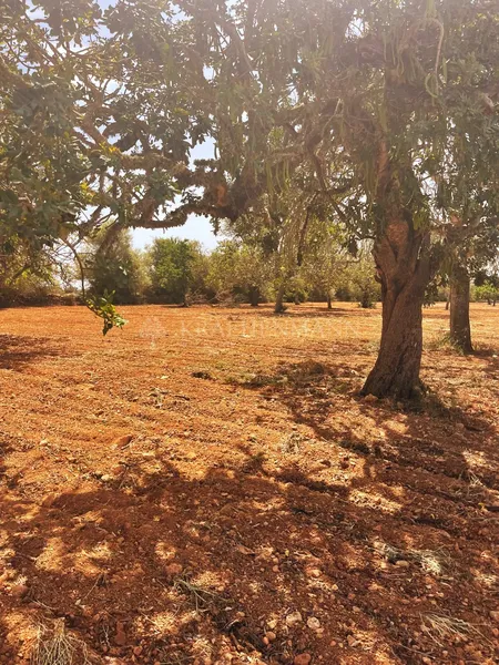 Large Country Estate to reform in Llucmajor — photo 11