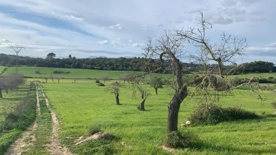 Finca for sale in Sineu — photo 2