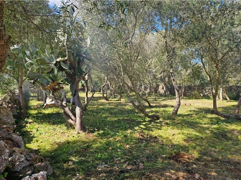 Rustic finca of 14,878 m² in Costitx with potential for project... — photo 6