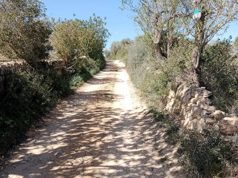 Country Land near Llucmajor — photo 2