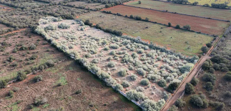 Rustic plot of 14,700 m² with project and electricity supply near Ses Salines — photo 12