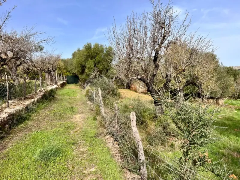 Finca with project in Campanet, near 17,400 m2 of land, with views of the Serra de Tramontana and the area of the Caves of Campanet — photo 11