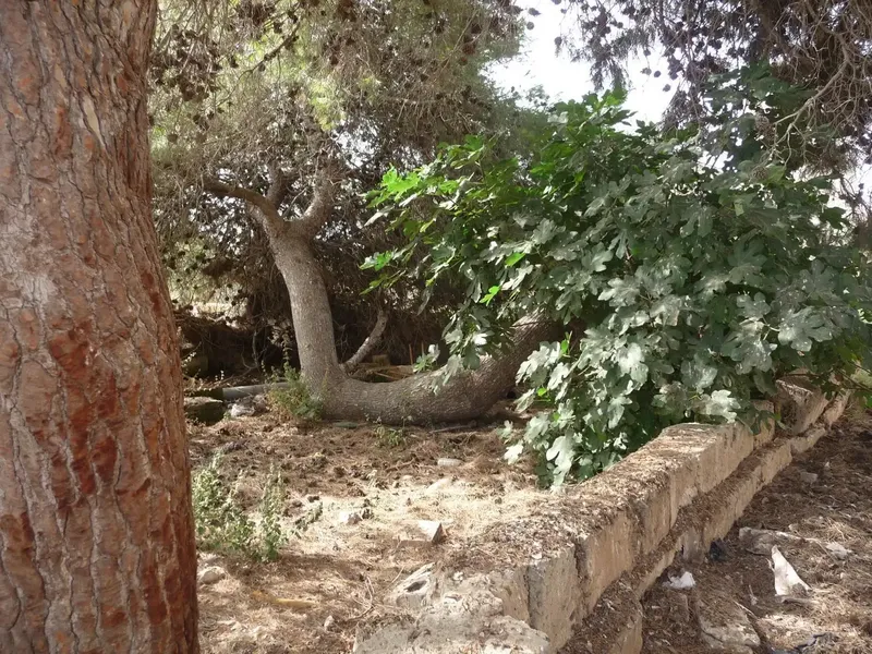 Rustic Finca in Palma with Many Possibilities, Playa de Palma Area, 2 km from the Beach and 10 km from the City Center, Possibility of Use — photo 12