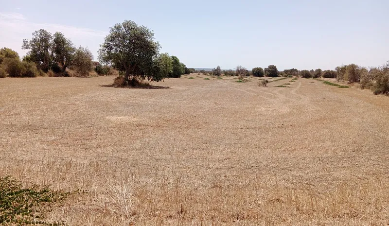 Dream Plot Near Campos: 19,934 m² of Tranquil Mallorca Land — photo 6