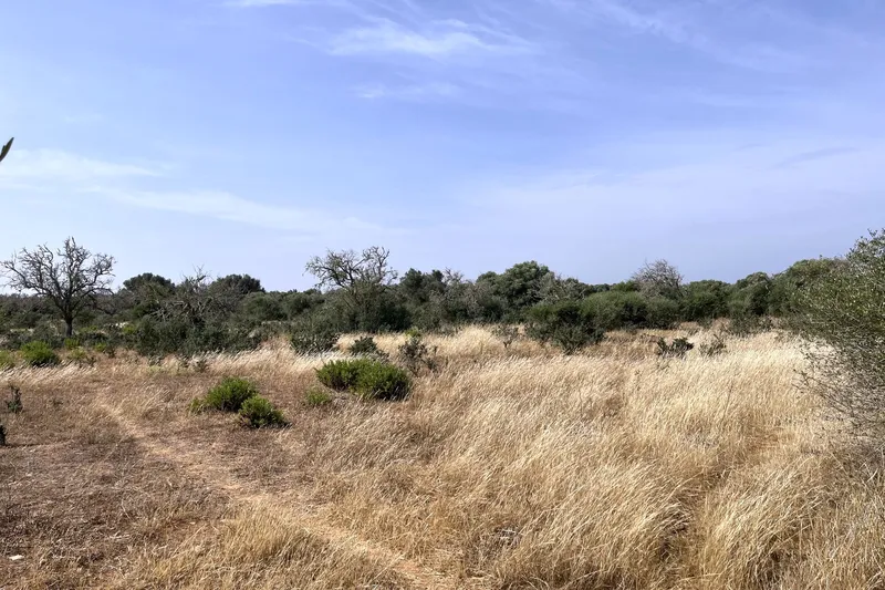Large building plot near Ses Salines with approved finca project — photo 2