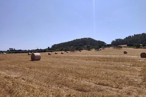 Land in Porreres, Mallorca — photo 7
