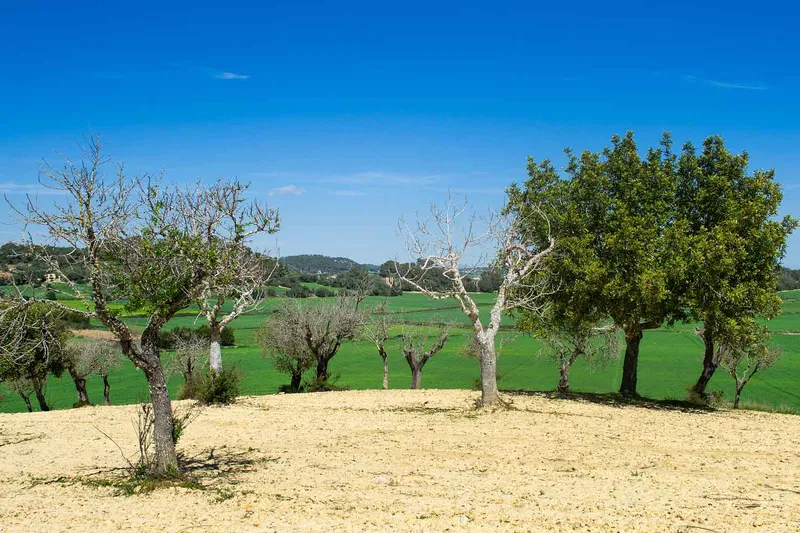 Sineu / Maria de la Salut – Building plot with 21,500 m2 in prime hillside location — photo 4
