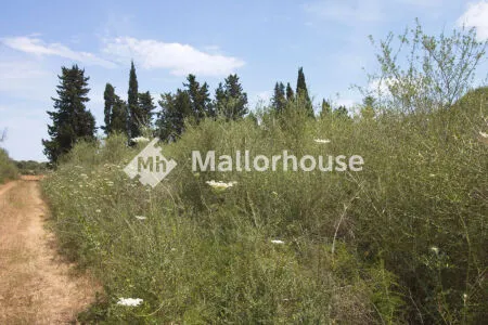 Rustic property - Muro (Centro), Built Surface 1 m², Plot Surface 8000 m² — photo 4