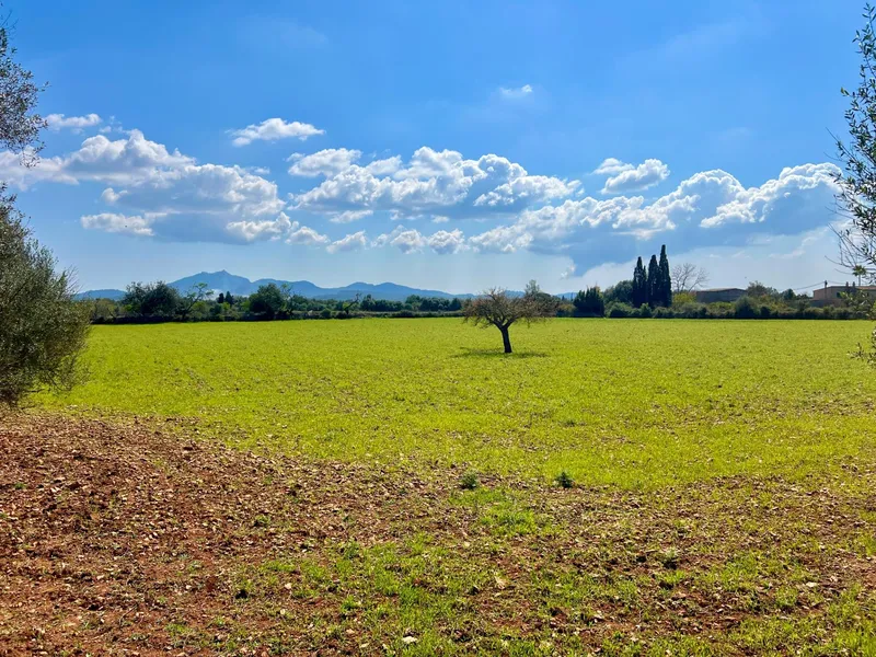 Rustic plot of 14,884 m² between Porreres and Felanitx with spectacular views of Sant Salvador — photo 3