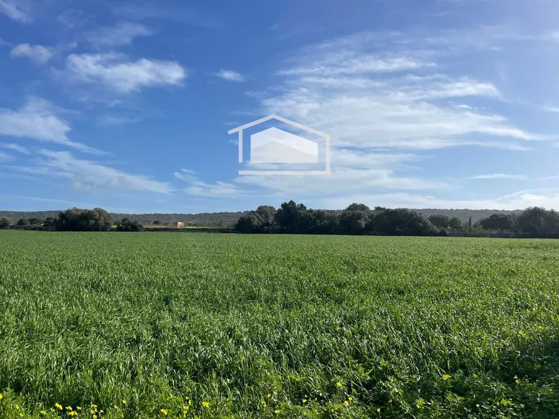 Rustic plot of more than 20,000 m² with excellent access and open views next to Ses Salines and Colonia de Sant Jordi — photo 7