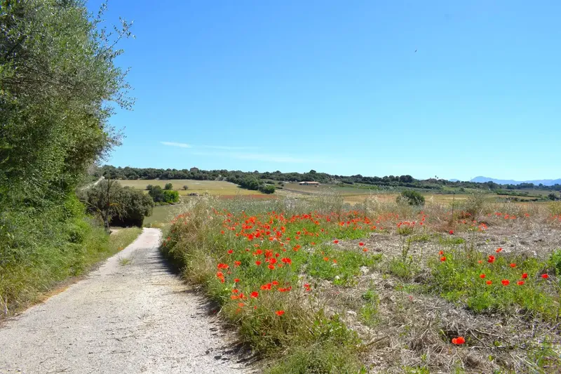 Set of plots totaling 14,100m2 with possibility of building a house in Muro in a quiet area with clear views of the Serra de Tramuntana — photo 8
