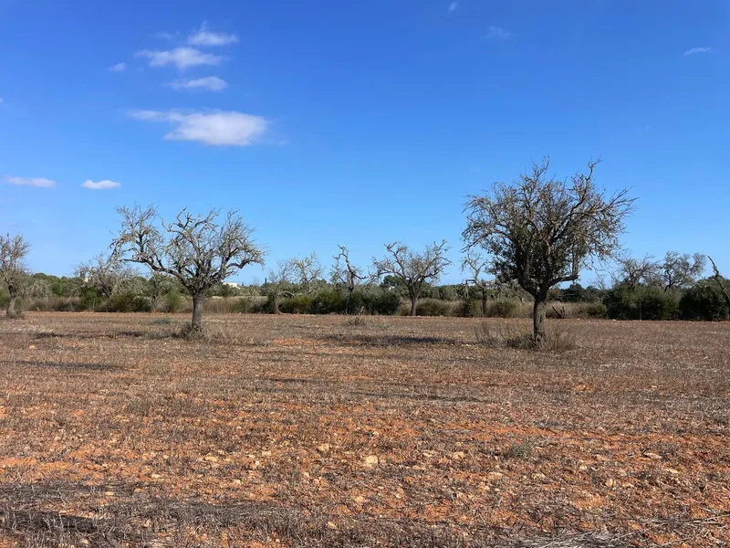 Buildable plot in a quiet area between Campos and Sa Ràpita — photo 4