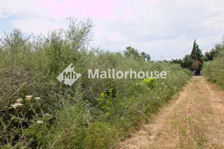 Rustic property - Muro (Centro), Built Surface 1 m², Plot Surface 8000 m² — photo 12