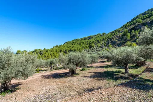 Deià, finca with two houses and large plot in Deià — photo 10