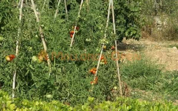 Rural villa for rent in the village of Maria de la Salud — photo 1