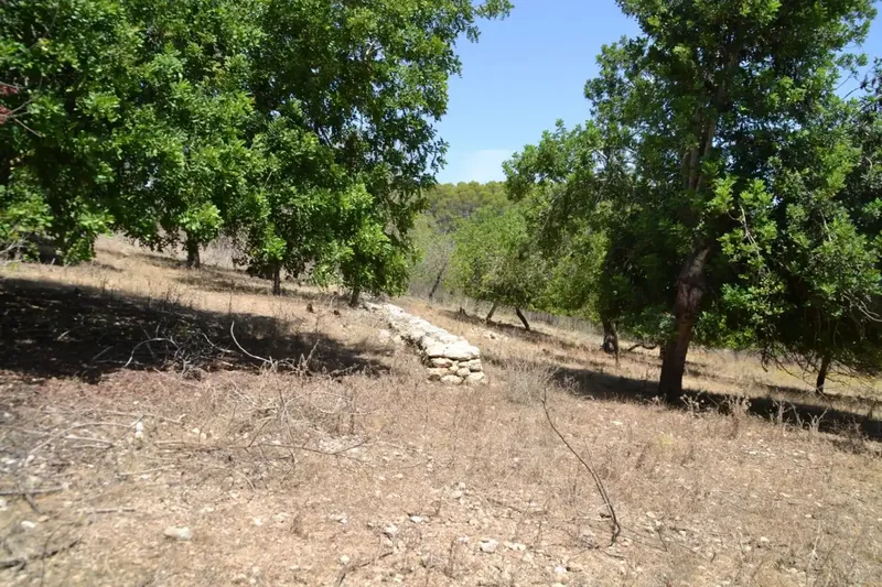 A step from the village we have this rustic estate of more than 14,000 m2, with an old construction of about 50 m2, there is the possibility of co — photo 4