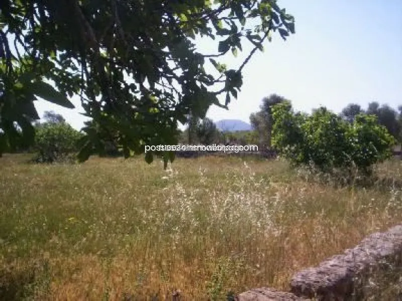 Land in Algaida, Province of Balearic Islands — photo 12