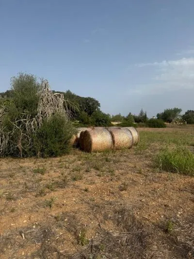 Rural Land - Sineu, Plot Surface 21,300 m² — photo 2