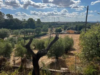 Rustic property - Campanet , Plot Surface 1765m 2 . — photo 4