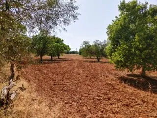 Magnificent plot for new construction Rustic land — photo 3