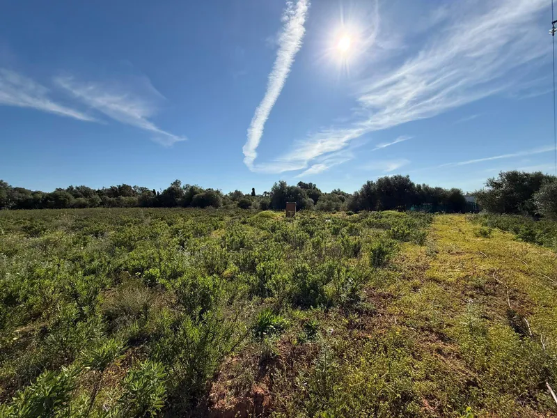 Rustic plot with project and favorable resolution in Llucmajor — photo 10