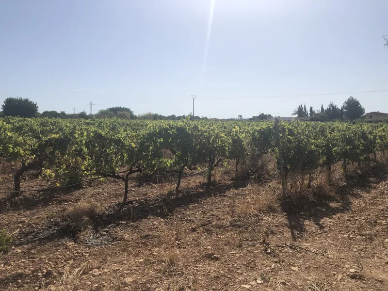 Building plot for sale between Santa Maria and Consell with stunning views — photo 1