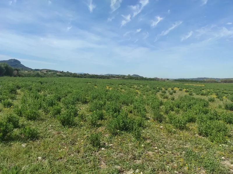 For Sale: Magnificent Estate of 24,800m2 with Project for a 350m2 Single-Family Home in Sineu — photo 8