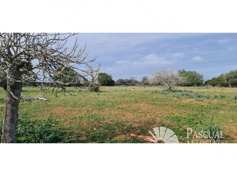 Finca with project for sale in Santa Margalida — photo 3