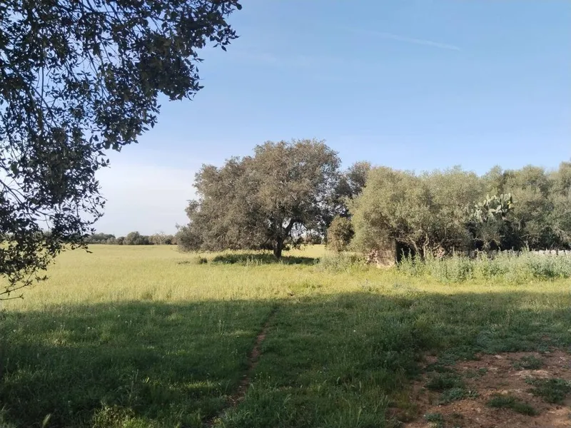 Land in Felanitx, Province of Balearic Islands — photo 11