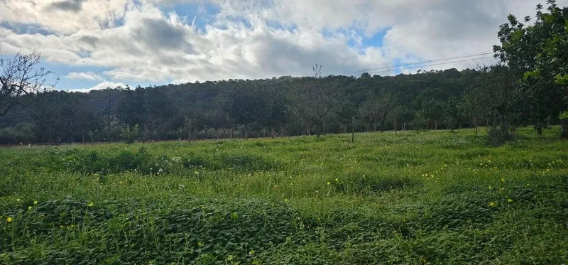 Land in Santa Eugènia, Province of Balearic Islands — photo 6