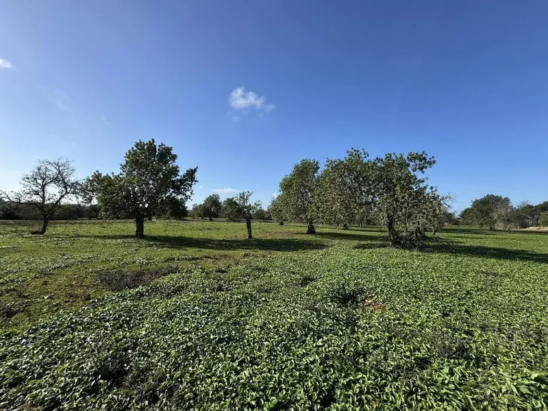 Exclusive building plot just a few minutes from Cas Conc... — photo 5