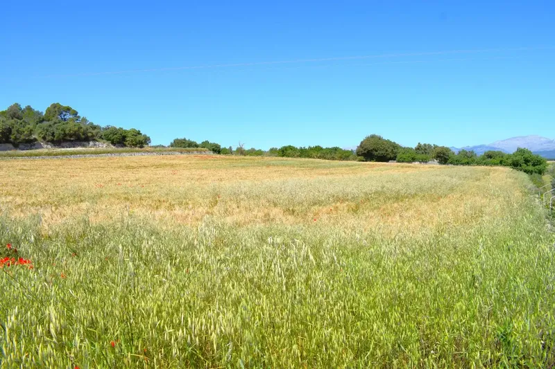 Set of plots totaling 14,100m2 with possibility of building a house in Muro in a quiet area with clear views of the Serra de Tramuntana — photo 4